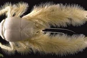 خرچنگ پشمالوی کمترشناخته‌شده‌ای که غذایش را روی بدن خودش پرورش می‌دهد