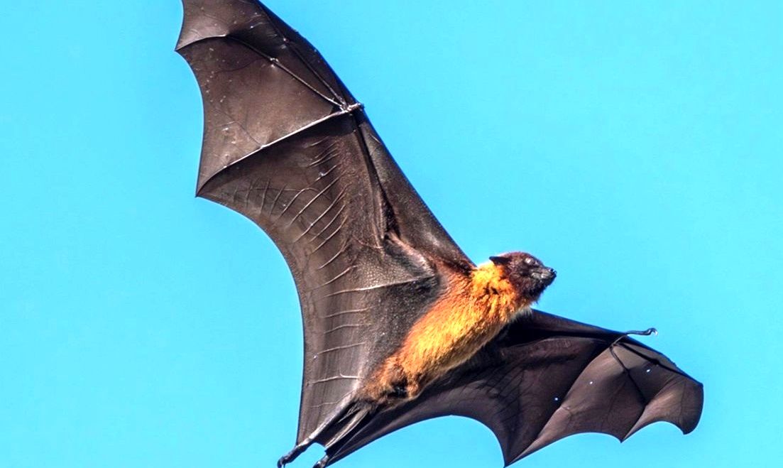 دانشمندان می‌گویند «خفاش‌ها» در مغزشان چیزی شبیه سیستم GPS دارند 
