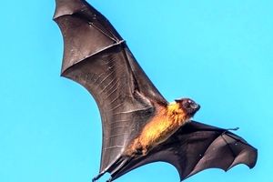 دانشمندان می‌گویند «خفاش‌ها» در مغزشان چیزی شبیه سیستم GPS دارند 