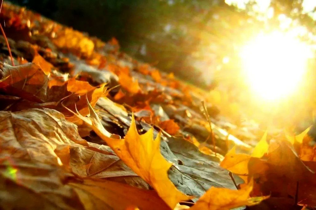 خواص آفتاب پاییز و رازی که از آن بی خبر هستید 