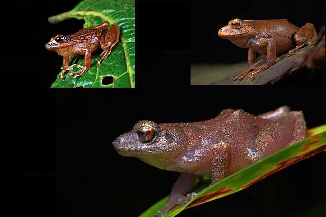 کشف سه گونه جدید از قورباغه‌ها در کوه‌های دورافتاده پرو