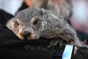 پیش‌بینی موش مشهور آمریکایی؛ بهار امسال دیرتر از راه می‌رسد/ ویدئو