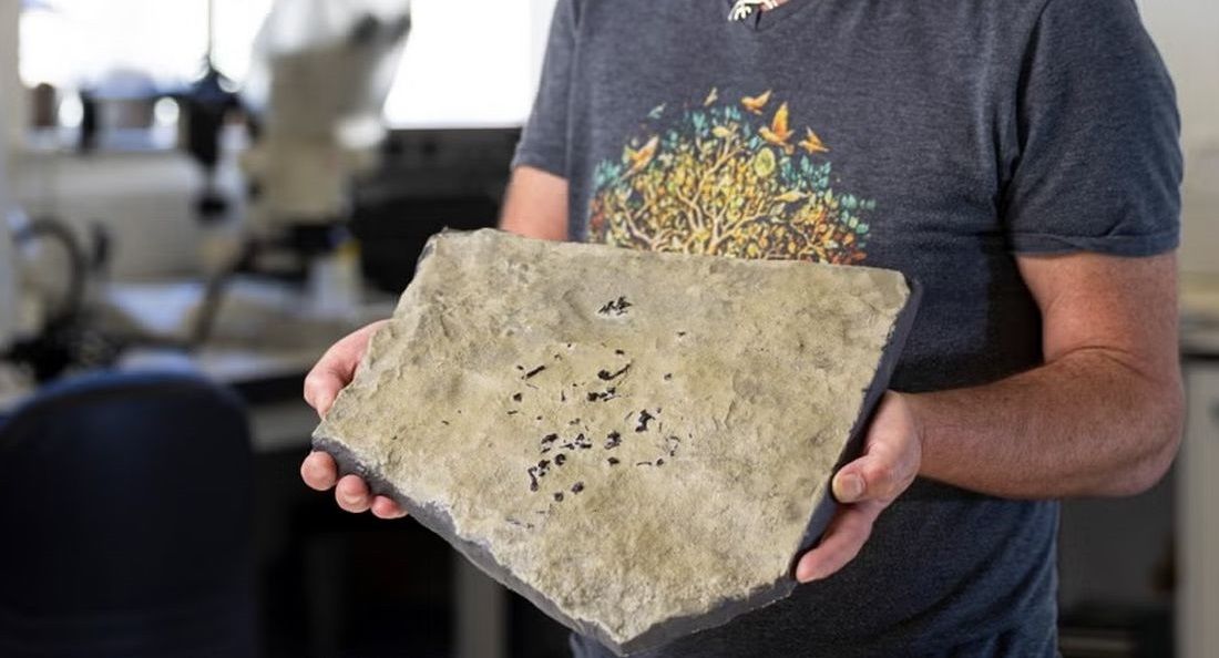 کشف فسیل «مار دروغین»؛ جانوری که احتمالا جدّ بزرگ مارها بوده است 