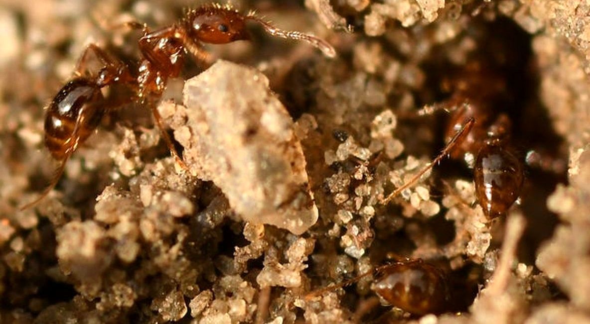 «مورچۀ فرانکنشتاین»؛ حشره‌ای «دورگه» که موجب وحشت شده است 