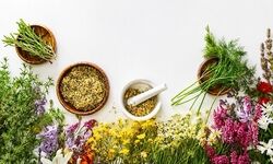 رایحه گیاهان می‌تواند از حافظه و ذهن، محافظت کند