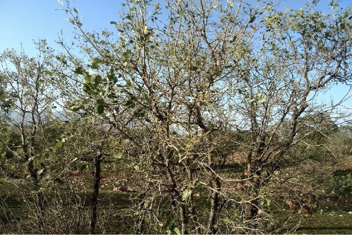 شناسایی خشکیدگی درختان جنگلی با هوش مصنوعی
