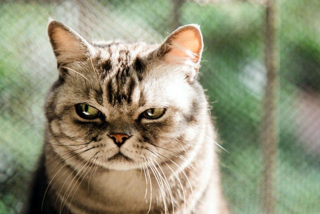 چند کاری که گربه‌ها از آن متنفرند