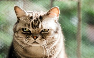 چند کاری که گربه‌ها از آن متنفرند