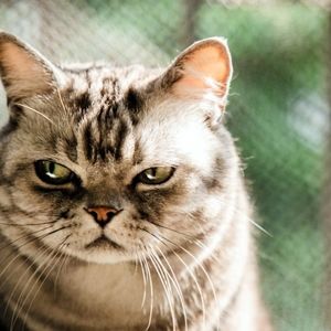 چند کاری که گربه‌ها از آن متنفرند