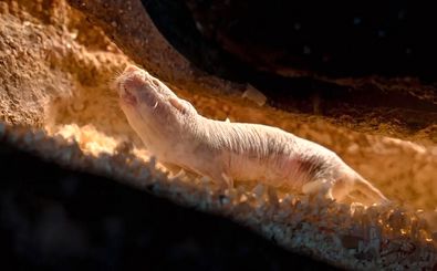 بعضی از موش‌های کور برهنه کار همیشگی‌شان «تمیز کردن توالت» است 