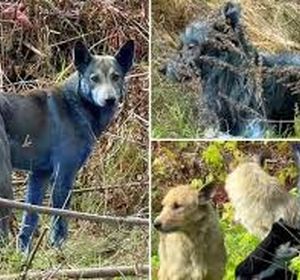 معمای سگ‌های آبی رنگ در چرنوبیل که مراقبان را گیج کرده است