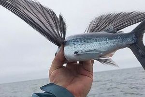 جانوران «غیرپرنده‌ای» که می‌توانند «پرواز» کنند 