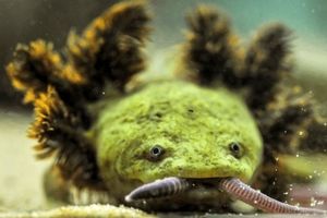 تلاش «راهبه‌ها» برای حفاظت از کمیاب‌ترین دوزیست جهان