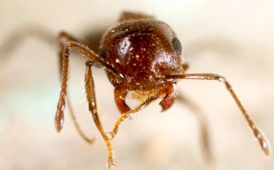  مادرکُشی در کلونی مورچه‌ها؛ ترفند هولناک ملکه‌های انگل