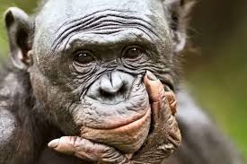 میمون‌ها مانند انسان‌ها توانایی تخیل دارند 