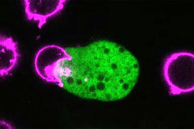 انگل حیلهگر، گرگی در لباس میش