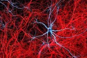 آلزایمر با تخریب عصب‌ها در بافت چربی، فراتر از مغز اثر می‌گذارد