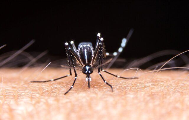 پشه‌ها کتابخانه‌ای از دی‌ان‌ای جانوران را حمل می‌کنند 