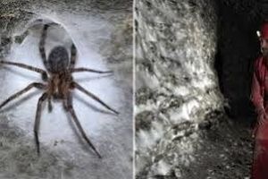 بزرگترین «تار عنکبوت» جهان با وسعت «106 متر مربع» در یک غار پیدا شد 