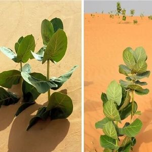 چین در صحرای گُبی «لاستیک نظامی» پرورش می‌دهد