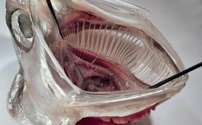 جلوگیری از خروج ریزپلاستیک‌ از ماشین لباسشویی با الهام از ماهی آنچوی