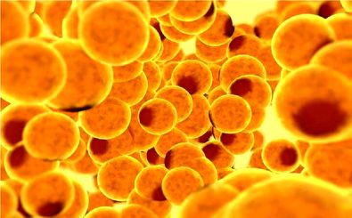 پروتئین کنترل‌کننده ترافیک چربی‌ها کشف شد