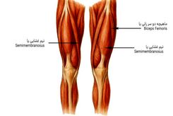 علت کوتاهی عضلات چیست؟