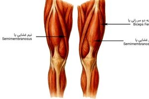 علت کوتاهی عضلات چیست؟
