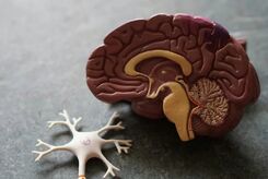 یک مولکول طبیعی، از دست رفتن حافظه در آلزایمر را معکوس می‌کند