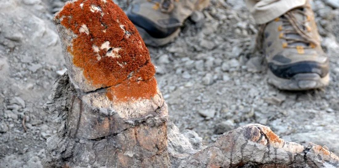 این «جلبک» به محققان کمک می‌کند تا «فسیل دایناسور» پیدا کنند 