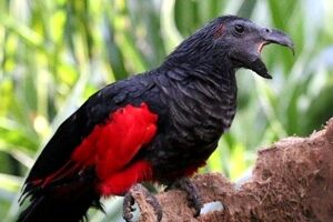 طوطی «دراکولا»؛ پرنده‌ای مرموز که صدایش مو بر بدن انسان راست می‌کند