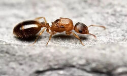 یک انگل عجیب عمر مورچه‌ها را ۱۰ برابر می‌کند و آن‌ها را به سطح ملکه می‌رساند/ حکمرانی انگل بر مورچه‌ها 