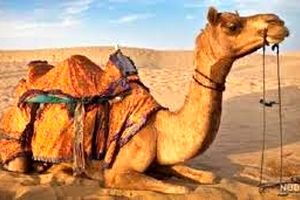 مادۀ منحصربه‌فرد در بدن «شتر» که ممکن است به درمان «آلزایمر» کمک کند