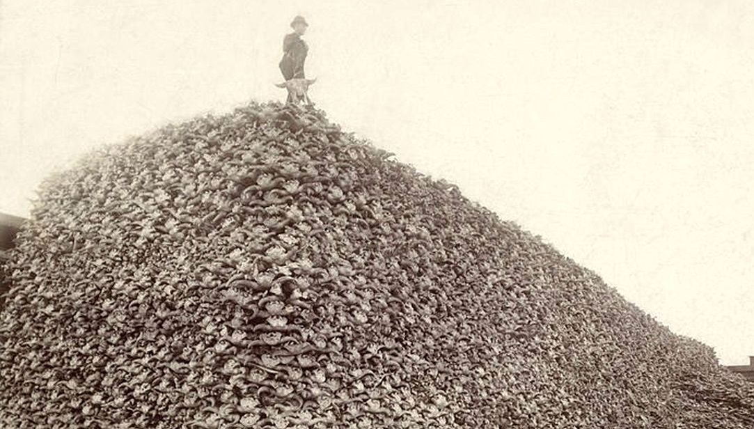 سلّاخی بزرگ؛ چگونه جمعیت بوفالوها از «60 میلیون» به «هزار» رسید؟ 