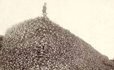 سلّاخی بزرگ؛ چگونه جمعیت بوفالوها از «60 میلیون» به «هزار» رسید؟ 