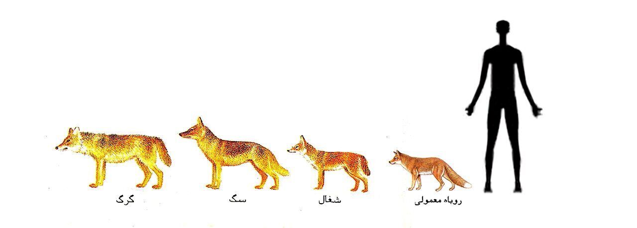 یک بار برای همیشه تفاوت گرگ، شغال و روباه را با رسم شکل یاد بگیرید