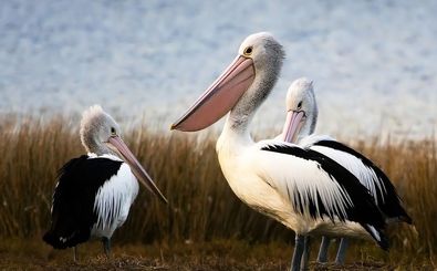 عجیب‌ترین «منقارها» در دنیای پرندگان 