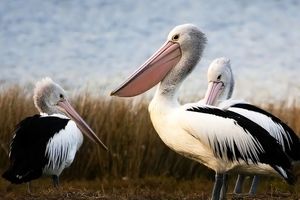 عجیب‌ترین «منقارها» در دنیای پرندگان 