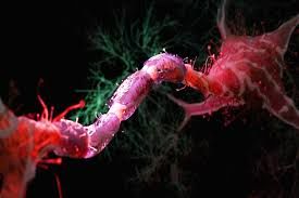 مبارزه با پیری مغز با کاهش ۳۰ درصدی کالری دریافتی 