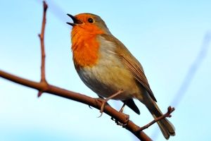 چرا پرندگان صبح‌ها دیوانه وار آواز می خوانند؟