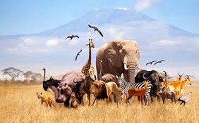 آیا همۀ حیوانات قابلیت «اهلی شدن» را دارند؟ 