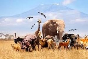 آیا همۀ حیوانات قابلیت «اهلی شدن» را دارند؟ 