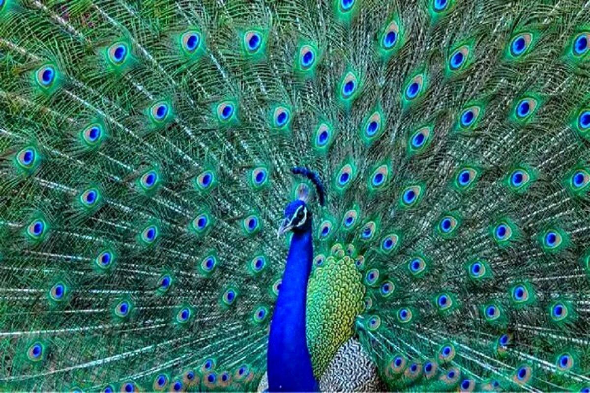 طاووس‌ها از دُم خود لیزر شلیک می‌کنند