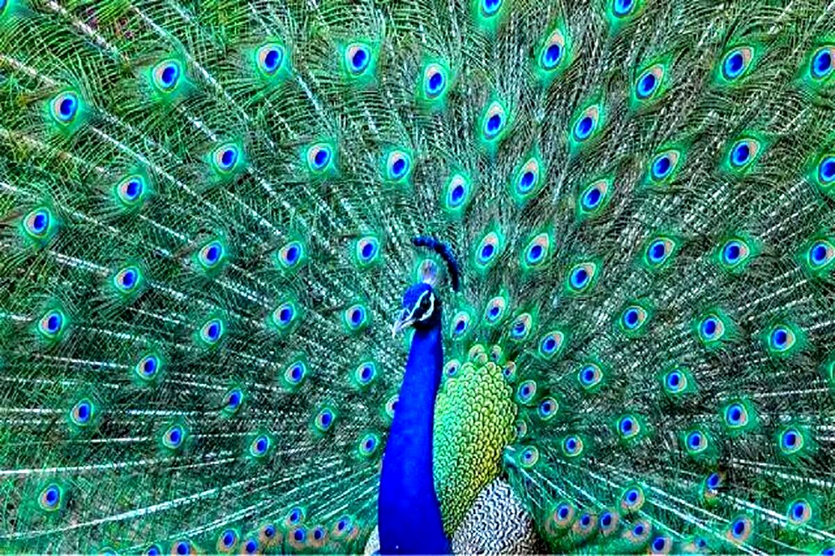 طاووس‌ها از دُم خود لیزر شلیک می‌کنند