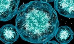 طغیان بیماری انگلی که کم‌تشخیص می‌ماند/ ابتلای ۱۲ هزار نفری در آمریکا